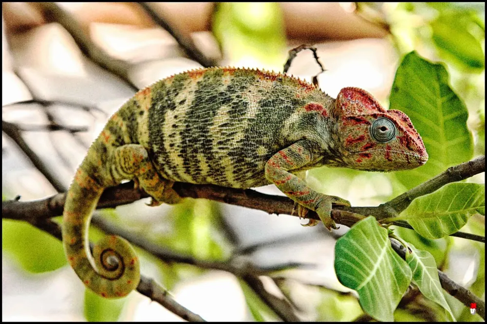 Ankarana