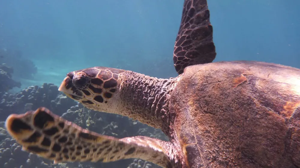 Tortue imbriquée